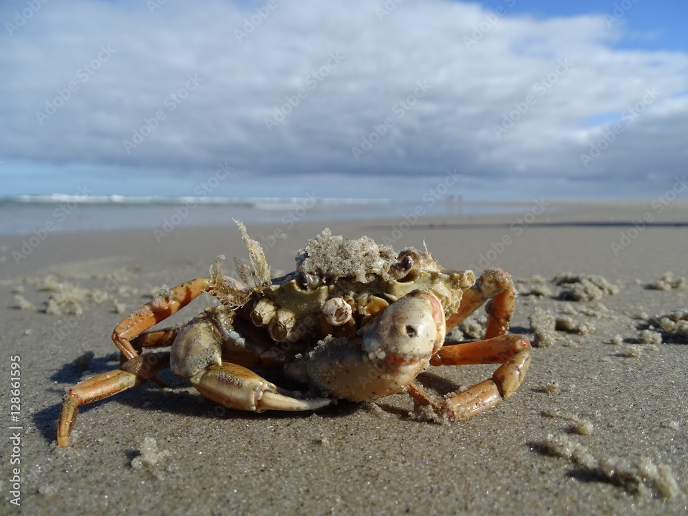 Orange crab on the coast beach of Terschelling, Netherlands Orange crab on the coast beach of Terschelling, Netherlands