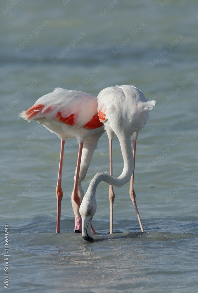 Fototapeta premium Greater Flamingos in Arad bay Bahrain