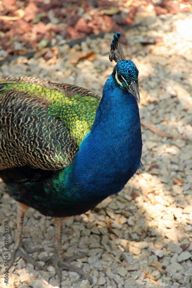 Fototapeta premium Pavo real