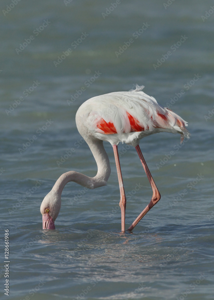 Greater Flamingo feeding during low tide