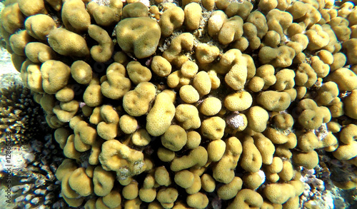 Yellow coral colony in saltwater of the Red Sea, Egypt photo