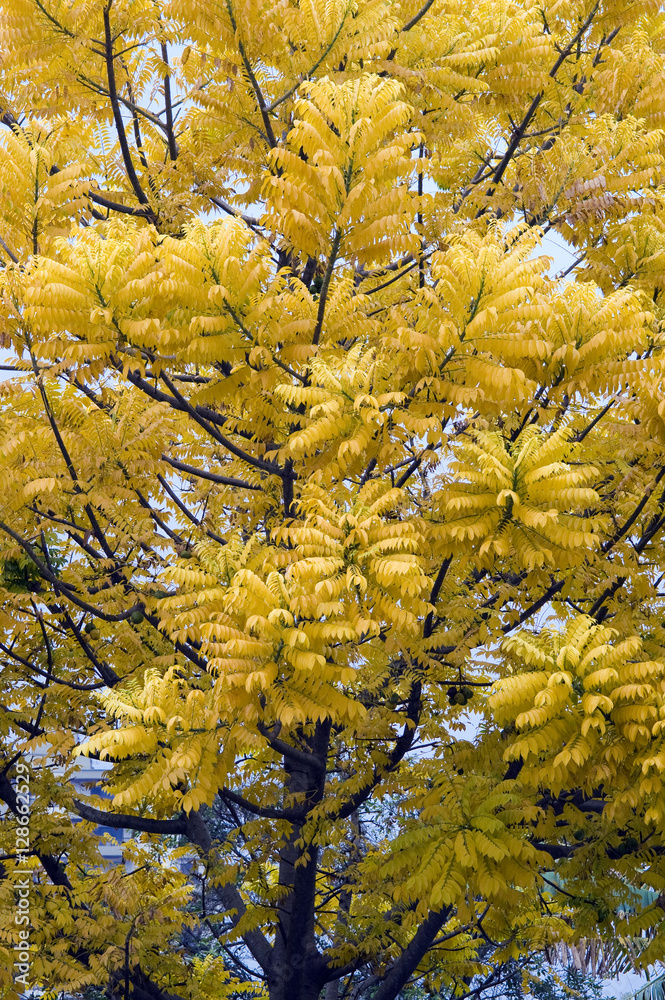 Fully yellow leaves tree and compact canopy