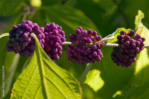 Purple Wild Fruit
