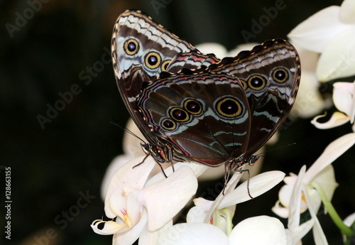 Mating South & Central American Common or Peleides Blue Morpho butterflies (Morpho peleides) photo