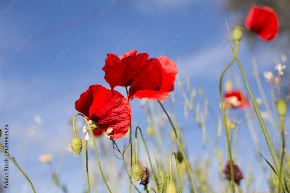 Obraz premium Poppies on blue sky