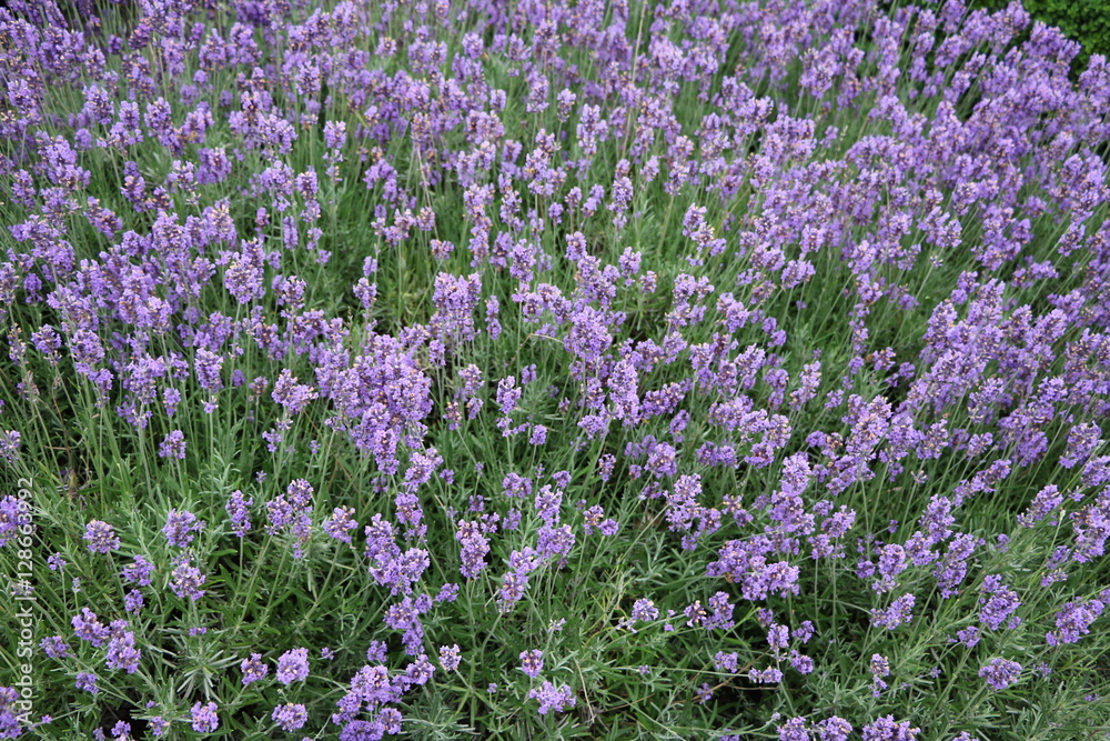 Cultivation of Lavandula angustifolia Cultivation of Lavandula angustifolia