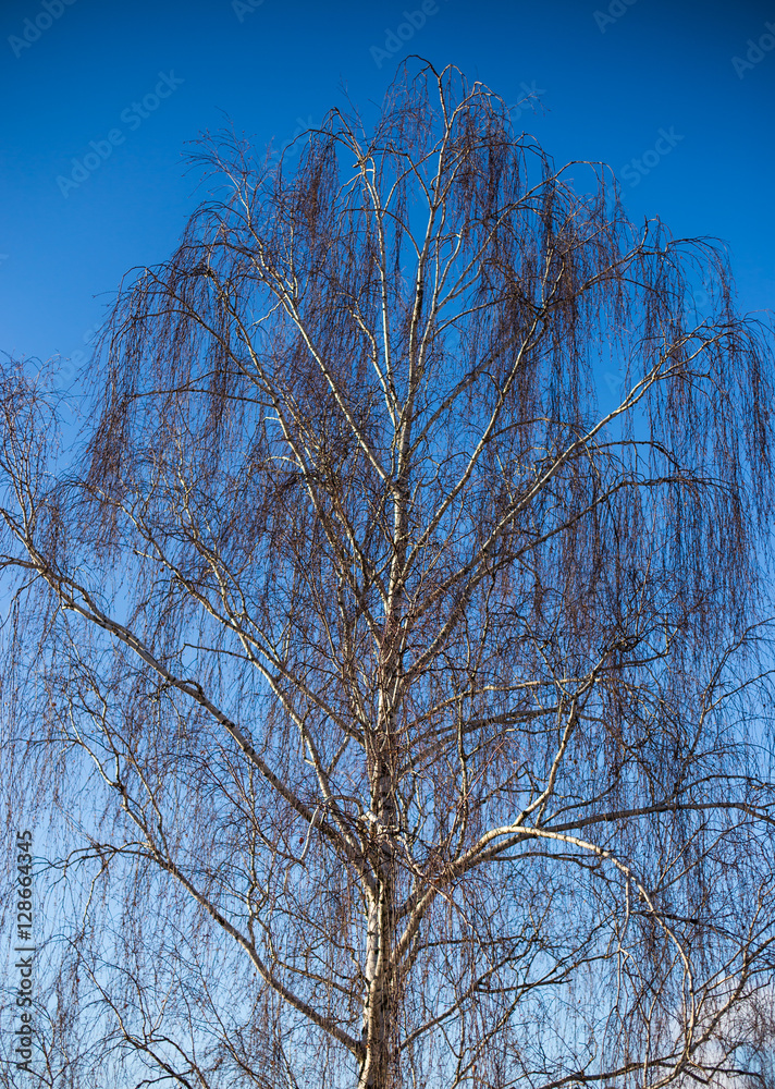Obraz premium birch tree in blue sky