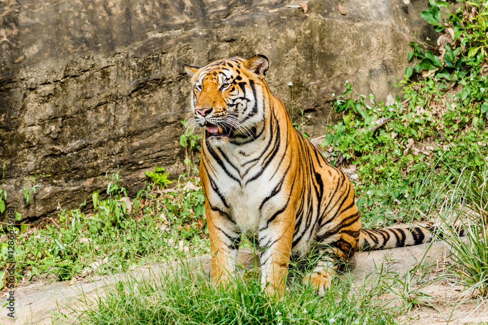 Obraz premium Bengal Tiger in forest