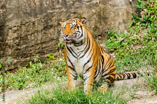 Bengal Tiger in forest