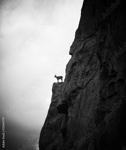 Mountain goat standing on the rock, black and white
