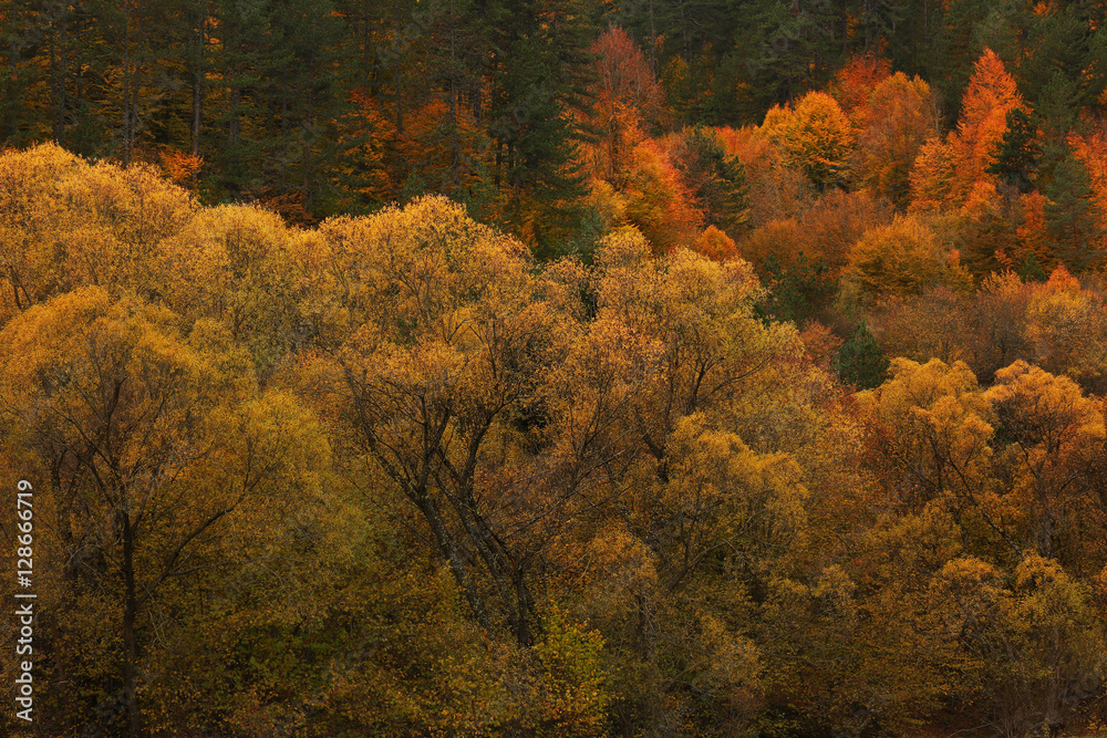 Landscape beautiful autumn nature on the hillside of Kure Mountains in Kastamonu, Turkey