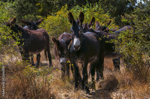 Burros en sendero