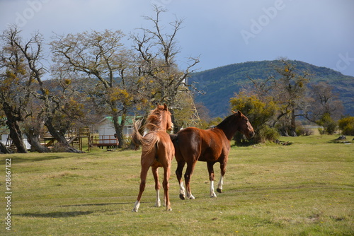 Horses in Patagonia Chile © Alex