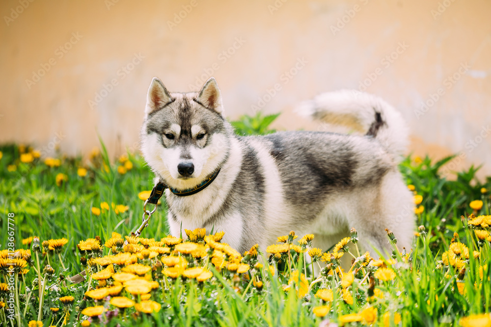 Funny Young Happy Husky Puppy Eskimo Dog Sitting In Grass And In