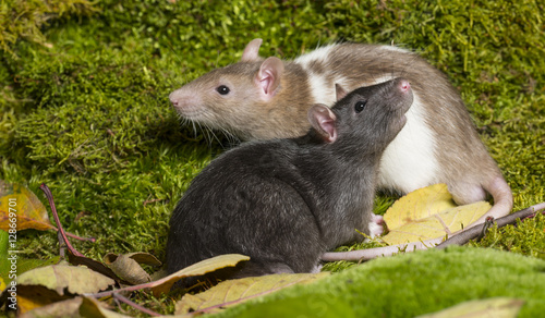 Rattus norvegicus - pet rat