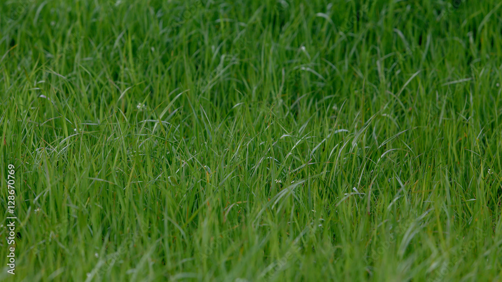 Background of a green grass. Green grass texture Background of a green grass. Green grass texture
