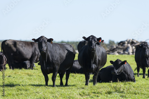 Black Angus Cows and calves on a Minnesota Farm