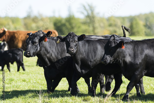 Black Angus Cows and calves on a Minnesota Farm photo