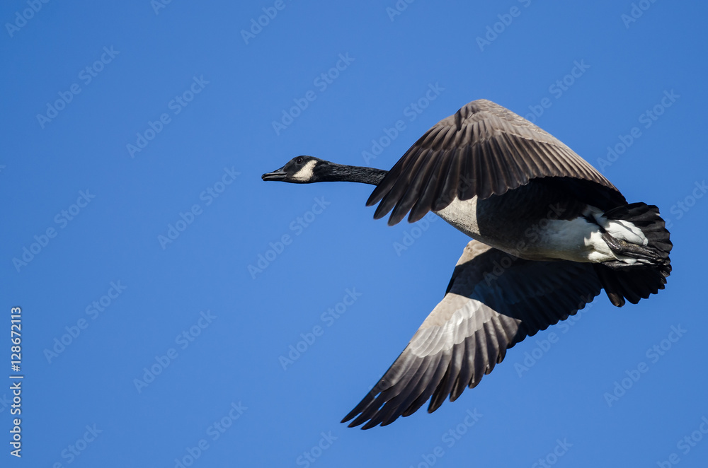 Fototapeta premium Canada Goose Flying in a Blue Sky