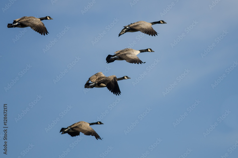 Flock of Canada Geese Flying in a Blue Sky Flock of Canada Geese Flying in a Blue Sky