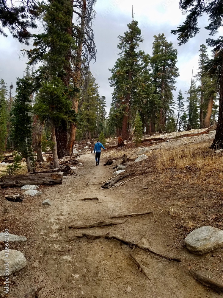 Rainy Day in Upper Yosemite