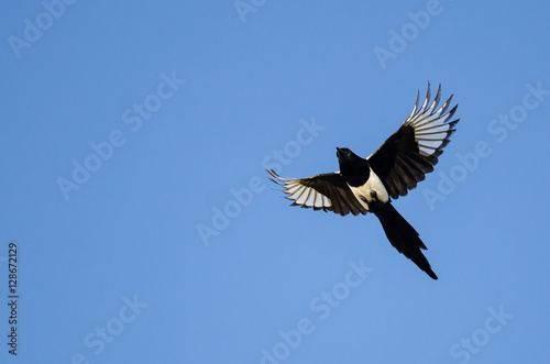 Black-Billed Magpie Flying in a Blue Sky © rck