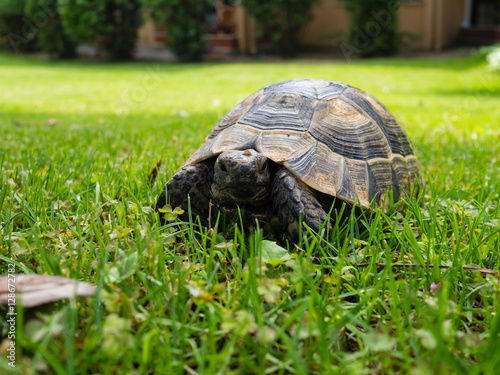 Turtle on the meadow