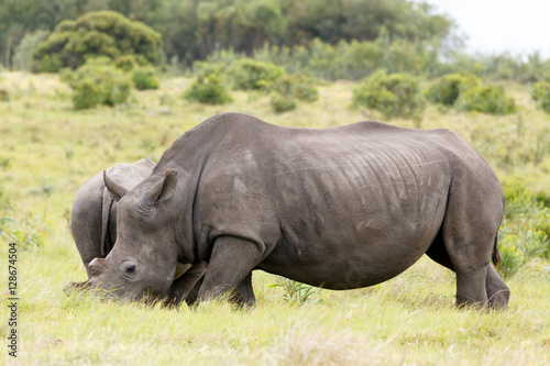 Rhino standing in front of her baby