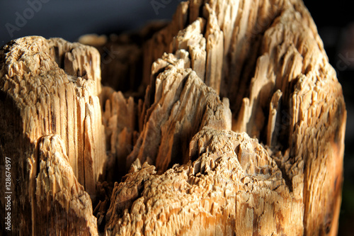 Wood texture