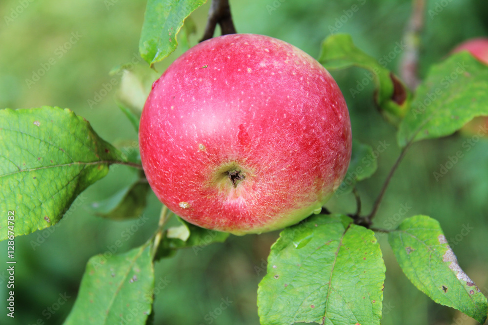 Red Wealthy apple on apple tree branch. Red Wealthy apple on apple tree branch.