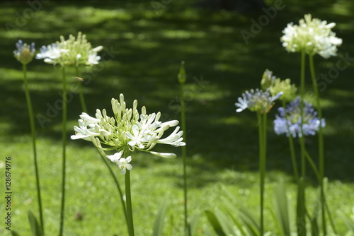 Close-up of agapanthus in contrast with dark natural background