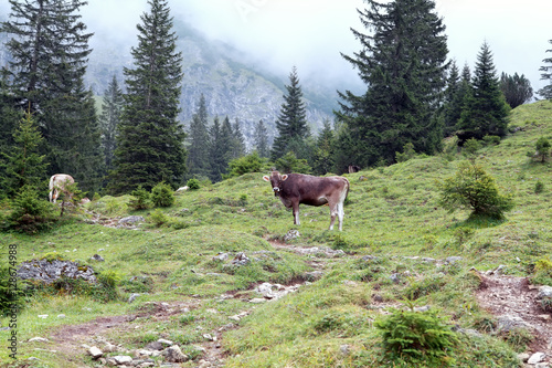 cattle on alpine meadows in fog