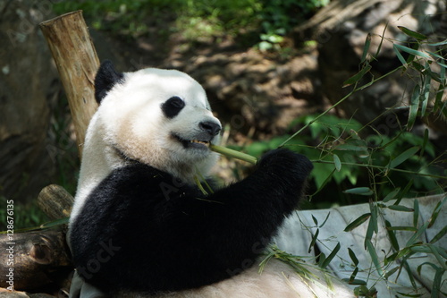 Fototapeta Naklejka Na Ścianę i Meble -  Hungry Panda
