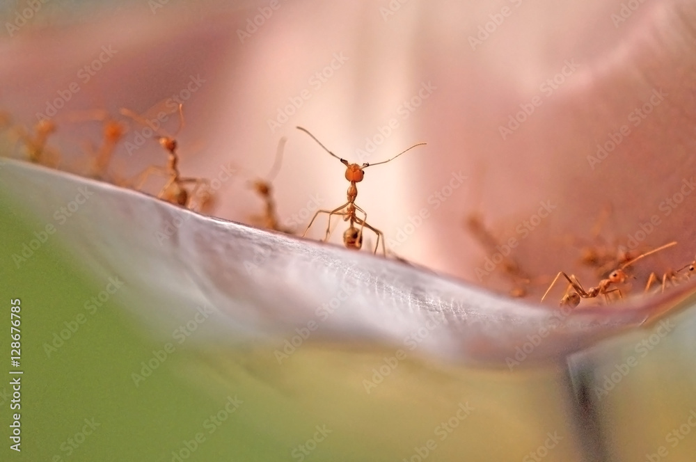 Naklejka premium Red ants standing face to face on the leaf