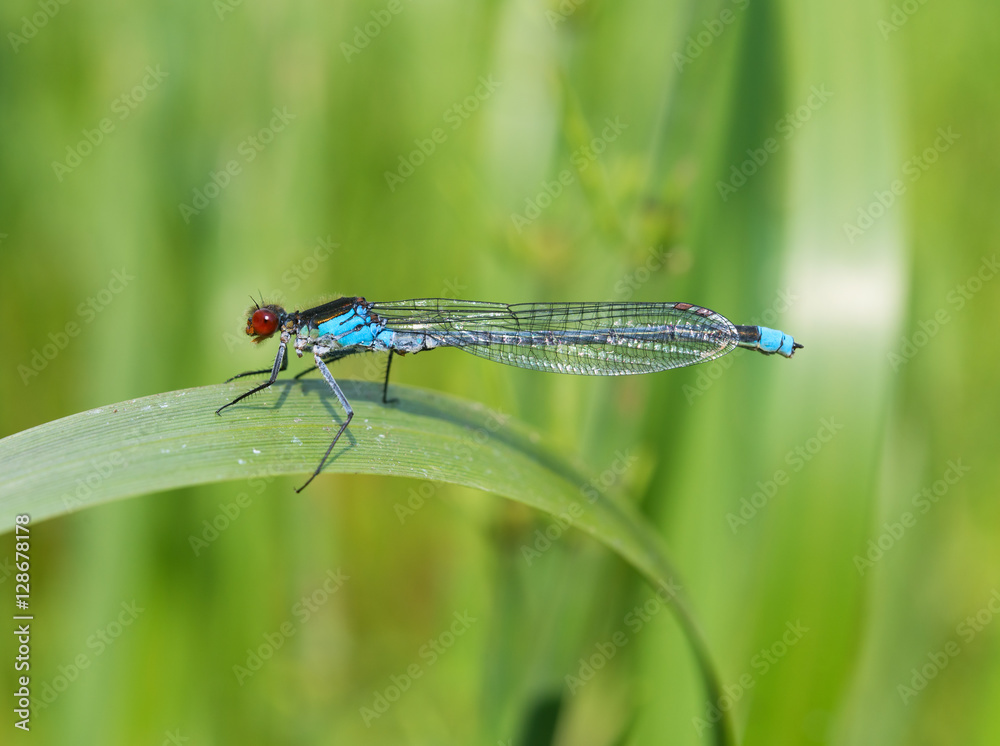 Macro picture of blue dragonfly side view. Macro picture of blue dragonfly side view.