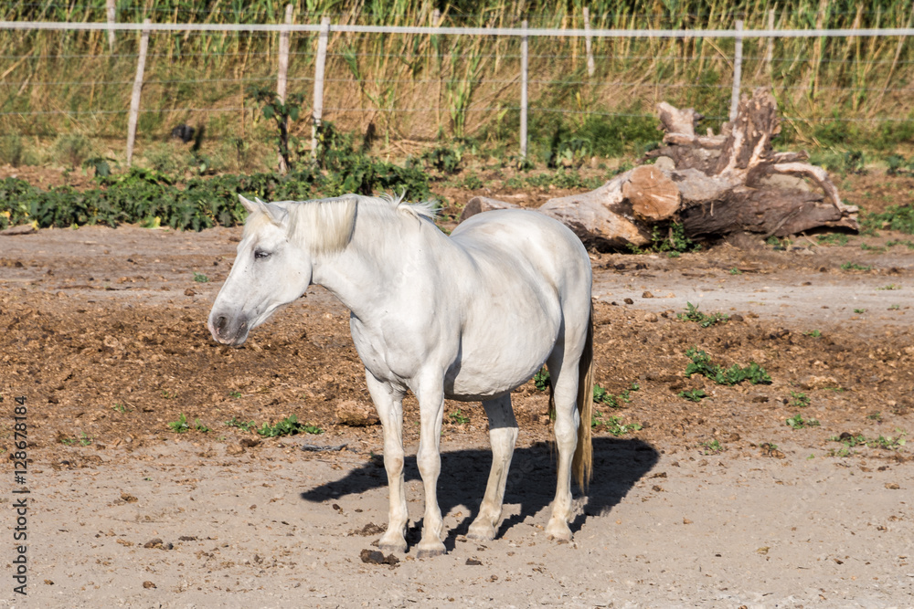 White Camargue Horse in a farm, France White Camargue Horse in a farm, France