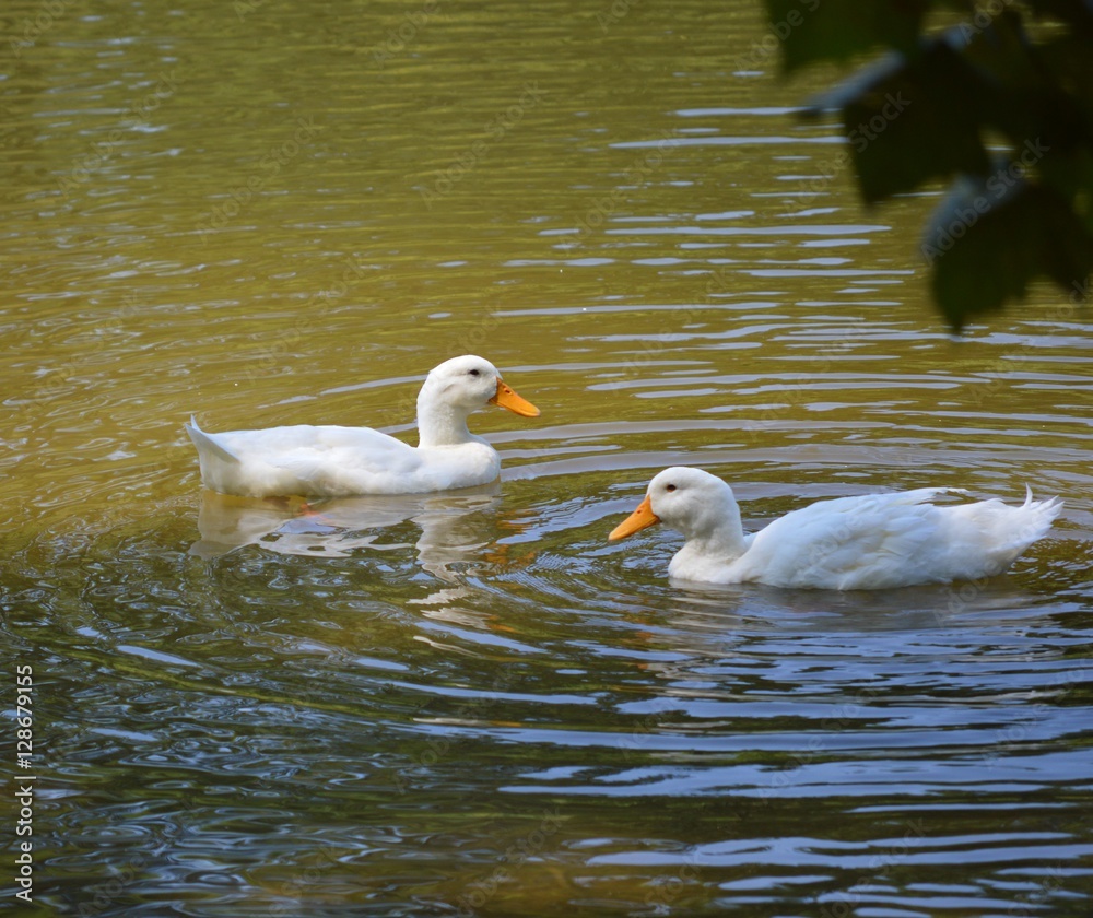 domestic geese domestic geese