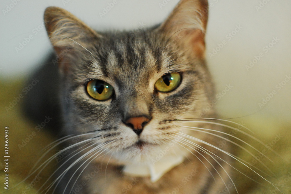 Obraz premium Who is that cat