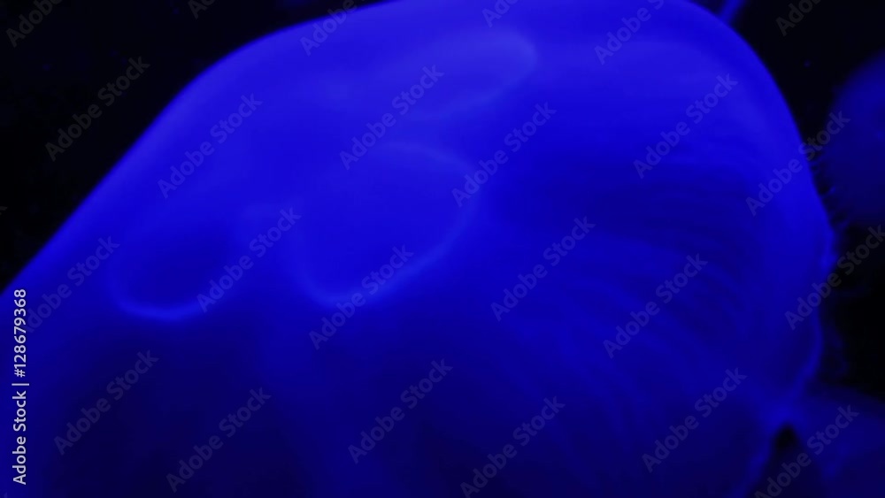 jellyfish sea life background. shoot on red epic jellyfish sea life background. shoot on red epic