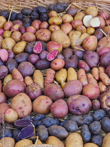 Obraz na plátně organic colorful (black, red, yellow, purple) fresh  potatoes displayed in a country market