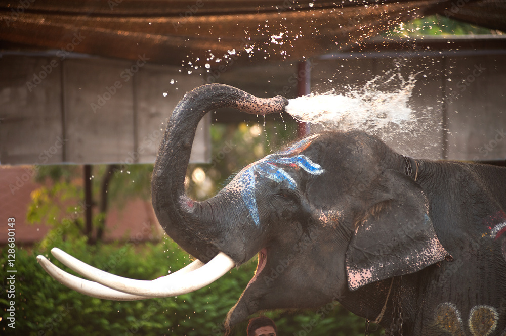 Fototapeta premium Closeup picture of an elephant head.