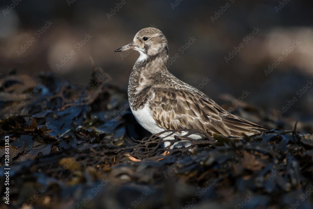 Ruddy Turnstone, Turnstone, Arenaria interpres Ruddy Turnstone, Turnstone, Arenaria interpres