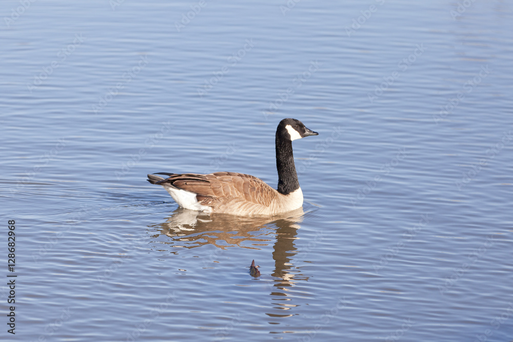 Portrait of a Canada Goose in the middle of the lake