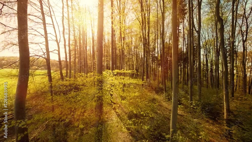 forest at sunset light, shot on red epic forest at sunset light, shot on red epic