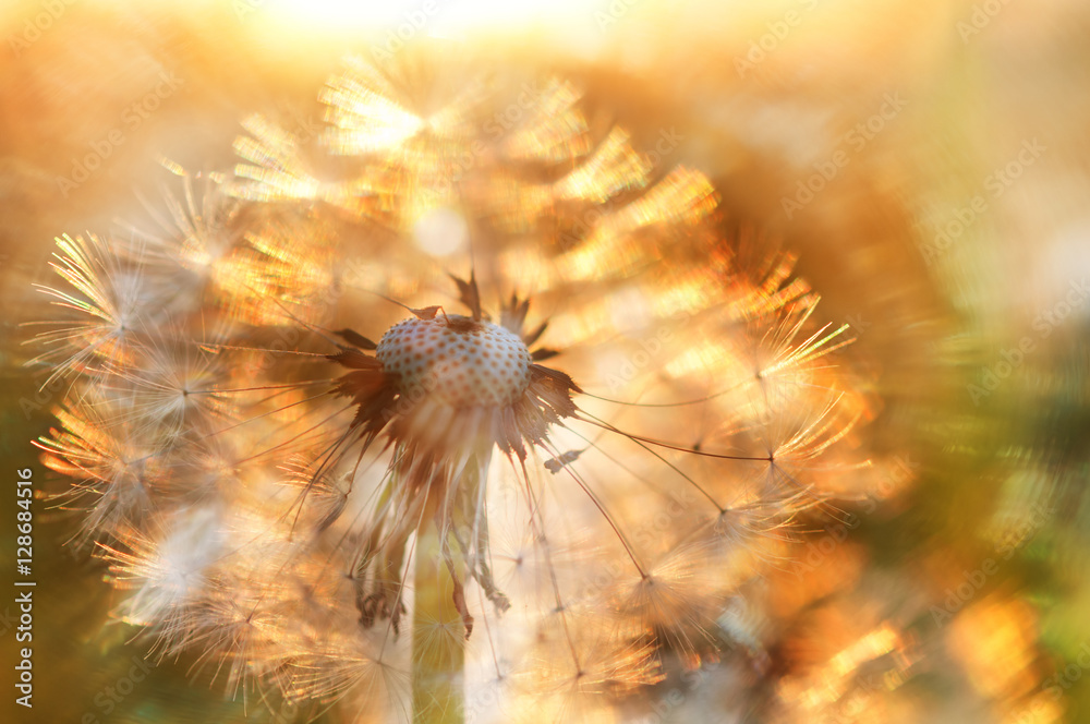 Blurred background fluffy dandelion and sunbeams.
