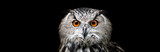 Portrait of a Beautiful Owl. Owl on black background