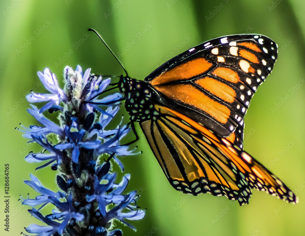 Obraz premium Monarch Butterfly