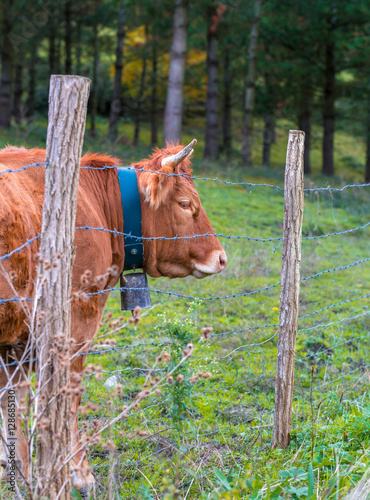 Animales en el pais vasco / Animals in the basque country