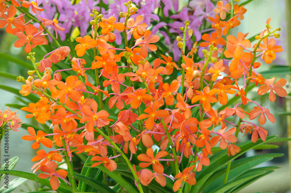 Beautiful Orchid Flower in the orchid garden, ChiangmaiThailand Beautiful Orchid Flower in the orchid garden, ChiangmaiThailand