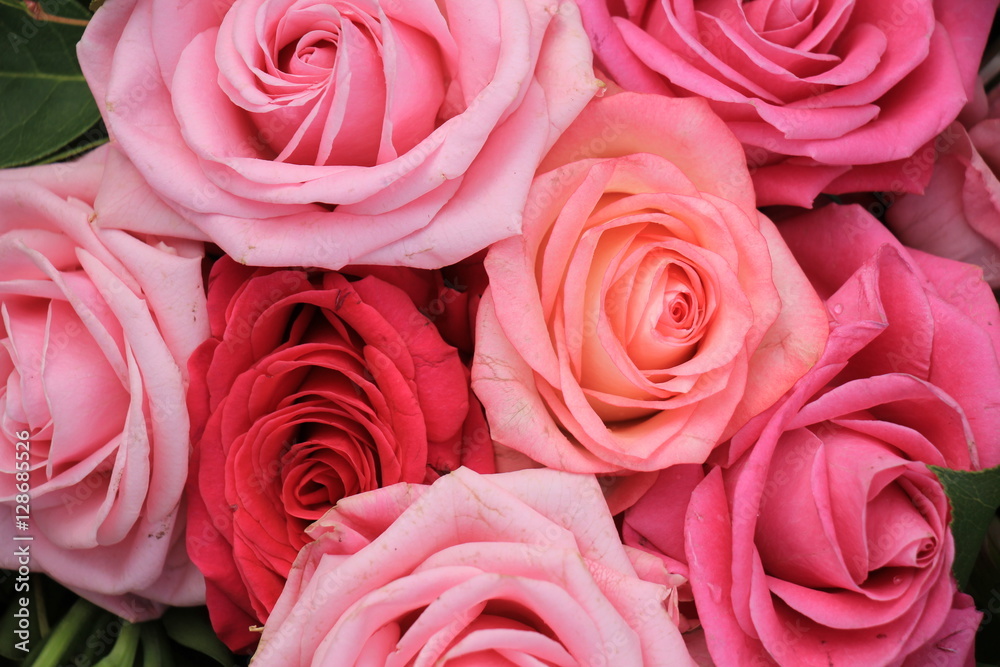 Big pink roses Big pink roses